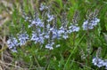 In the spring, the Veronica prostrata blooms among the herbs