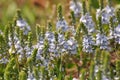 In the spring, the Veronica prostrata blooms among the herbs