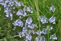 In the spring, the Veronica prostrata blooms among the herbs Royalty Free Stock Photo