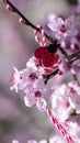 Spring vertical background. Pink cherry flower blossom and ladybug. Blooming sakura and martenitsa. Bloom orchard