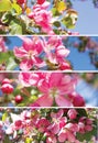 Spring vertical collage with blooming apple flowers