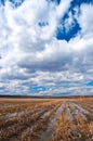 Spring vertical landscape