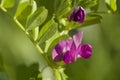 Spring Vetch Pea Family