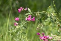 Spring vetch Vicia cracca