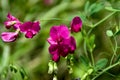 Spring vetch Vicia sativa L.