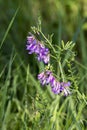 Spring vetch Vicia sativa L