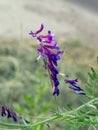 Spring vetch (Vicia sativa L.)