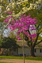 View of blooming trees Kibbutz Kfar Glikson, Israel Royalty Free Stock Photo