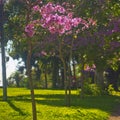 View of blooming trees Kibbutz Kfar Glikson, Israel Royalty Free Stock Photo