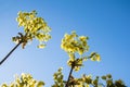 Close up spring blooming tree branch with yellow flowers over blue clear sky in midday. Royalty Free Stock Photo