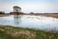 Spring view of a flooded large meadow and a single tree