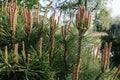 Pine young shoots in close-up