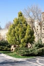 Spring view in the Governor`s Garden of Baku, Azerbaijan Royalty Free Stock Photo