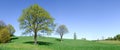 Spring view, lonely trees among green fields