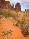 Spring view in Monument Valley on the 17 Mile Drive Royalty Free Stock Photo