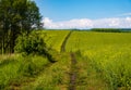 Spring view with rapeseed yellow blooming fields, small grove and dirty road, blue sky with clouds. Natural seasonal, good weather Royalty Free Stock Photo