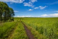 Spring view with rapeseed yellow blooming fields, small grove and dirty road, blue sky with clouds. Natural seasonal, good weather Royalty Free Stock Photo