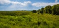 Spring view with rapeseed yellow blooming fields  small grove an Royalty Free Stock Photo