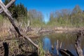 Beaver flooded area in the forest