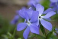 Spring Vinca flowers,care and growing of spring flowers Vinca herbacea Royalty Free Stock Photo