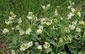 In spring, Vincetoxicum hirundinaria blooms in the forest