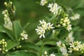 In spring, Vincetoxicum hirundinaria blooms in the forest