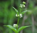 In spring, Vincetoxicum hirundinaria blooms in the forest