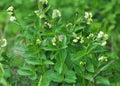 In spring, Vincetoxicum hirundinaria blooms in the forest