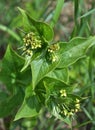 In spring, Vincetoxicum hirundinaria blooms in the forest