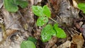 Spring vine leaves sprout through fallen autumn leaves.