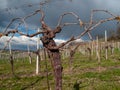 Spring vine pruning in the Italian countryside