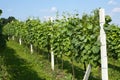 Spring vineyard Royalty Free Stock Photo