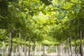 Spring Vineyard, Atacama Desert in the Coquimbo region, Chile Royalty Free Stock Photo