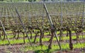 Spring vineyard, Catalonia (Spain). Royalty Free Stock Photo