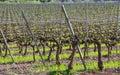 Spring vineyard, Catalonia (Spain). Royalty Free Stock Photo