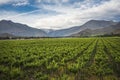 Spring Vineyard, Elqui Valley, Andes, Chile Royalty Free Stock Photo