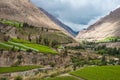 Spring Vineyard. Elqui Valley, Andes Royalty Free Stock Photo