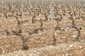 Spring vineyard in La Rioja, Spain. Royalty Free Stock Photo