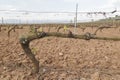Spring vineyard in La Rioja, Spain. Royalty Free Stock Photo