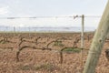 Spring vineyard in La Rioja, Spain. Royalty Free Stock Photo