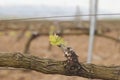 Spring vineyard in La Rioja, Spain. Royalty Free Stock Photo