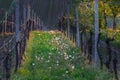 Spring Vineyard one row in the vineyard which is illuminated by the setting sun. Grass and blooming dandelions grow between the Royalty Free Stock Photo