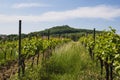 Spring vineyard in South Moravia Royalty Free Stock Photo