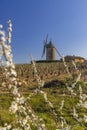 Spring vineyards with Chenas windmill in Beaujolais, Burgundy, France Royalty Free Stock Photo