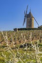 Spring vineyards with Chenas windmill in Beaujolais, Burgundy, France Royalty Free Stock Photo