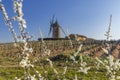 Spring vineyards with Chenas windmill in Beaujolais, Burgundy, France Royalty Free Stock Photo