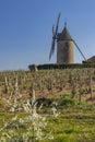 Spring vineyards with Chenas windmill in Beaujolais, Burgundy, France Royalty Free Stock Photo