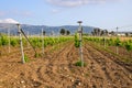 Spring vineyards in Greece. Kos island,