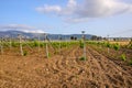 Spring vineyards in Greece. Kos island