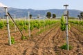 Spring vineyards in Greece. Kos island